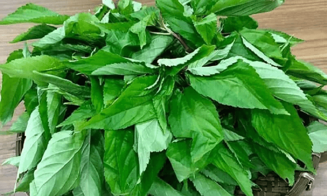 Loại rau bị nhiều người Việt chê, ở Nhật Bản được coi là “nhân sâm xanh”: Mùa hè này nhớ ăn thường xuyên
