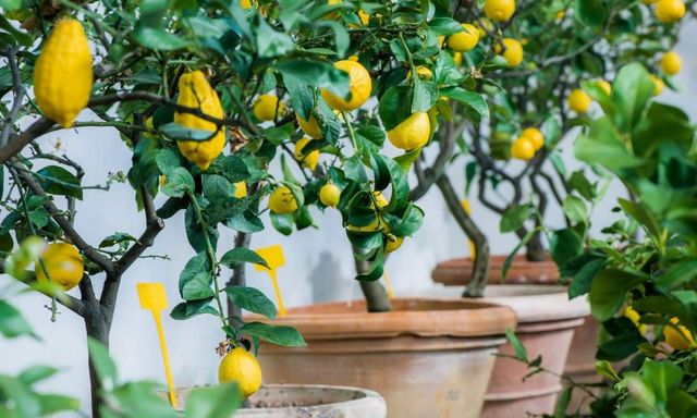 7 loại cây ăn quả có thể trồng ở ban công: Loại cuối cùng khiến nhiều người bất ngờ