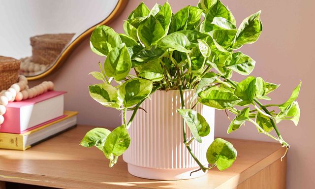 Lợi ích khi trồng cây trầu bà