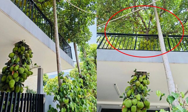 Cây mít trăm quả, mọc chi chít xuyên 2 tầng nhà ở Đà Nẵng, chủ nhà không bán mà để làm 1 việc