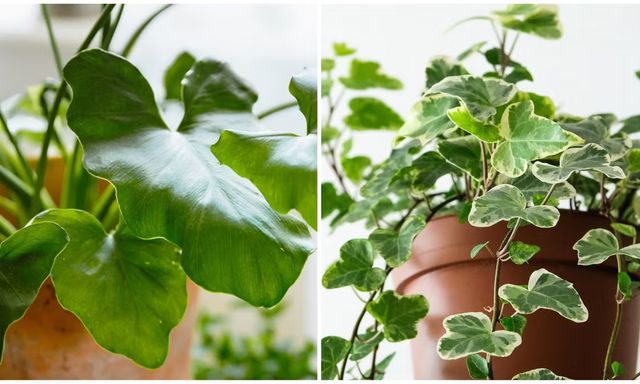 6 loại cây không nên trồng trong nhà