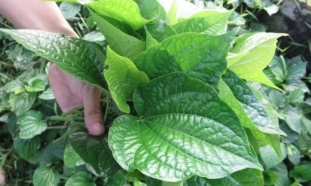 Vì sao nhiều gia đình xưa trồng cây lá lốt sau bếp?