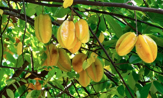 Vì sao người xưa thường trồng cây khế trong sân nhà?