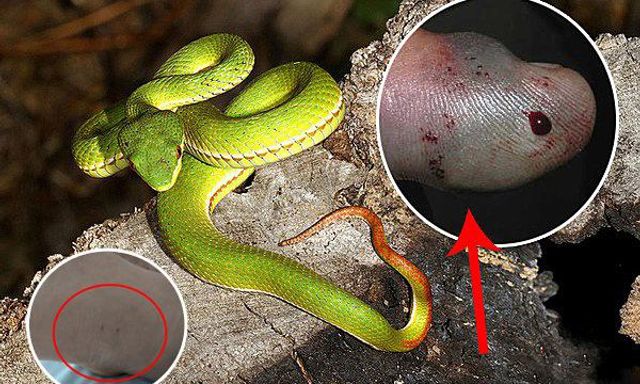 Không phải rắn hổ mang, đây mới là loài rắn khiến nhiều người Việt Nam nhập viện nhất