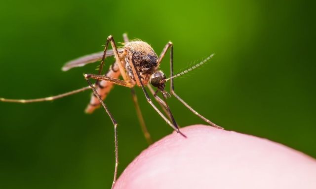 Vì sao có người bị muỗi “tấn công” nhiều hơn người khác? Nghiên cứu mới hé lộ nguyên nhân bất ngờ 
