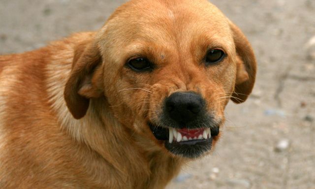 Bị 10 con chó hoang đuổi sát nút, bé trai 8 tuổi làm đúng 1 việc để thoát hiểm khiến ai xem cũng nể