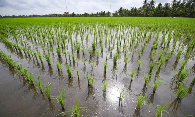  Làm được mà không chứng minh được: Điều gì cản bước đề án 1 triệu hecta lúa của Việt Nam hóa 