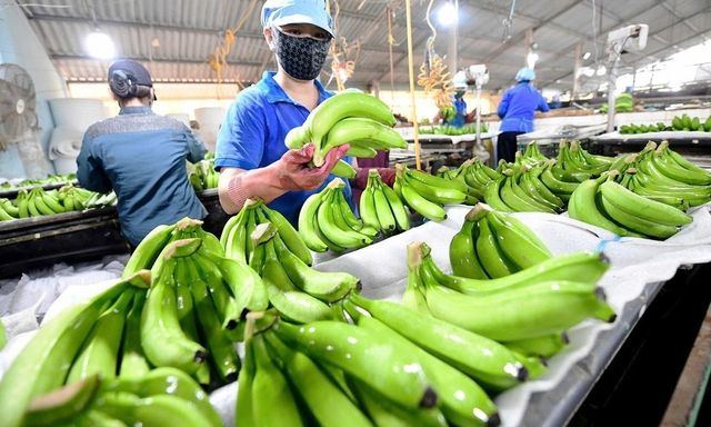 Loại quả dân dã mang tham vọng tỷ USD: Giúp Việt Nam đứng thứ 9 thế giới về sản lượng