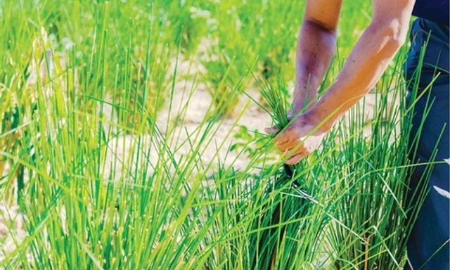 Loài cỏ dại tại Việt Nam chống sạt lở bất ngờ giúp giảm gần 75% lượng chì trong đất ô nhiễm