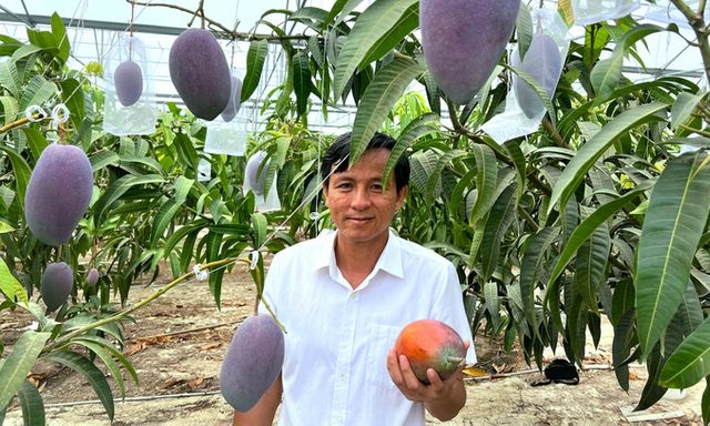 Giống xoài đắt đỏ bậc nhất thế giới 1,7 triệu/1 quả: Trồng thành công tại Việt Nam