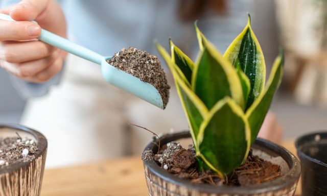 5 điều nhất định phải biết trước khi trồng cây lưỡi hổ trong nhà: Điều cuối cùng đặc biệt quan trọng