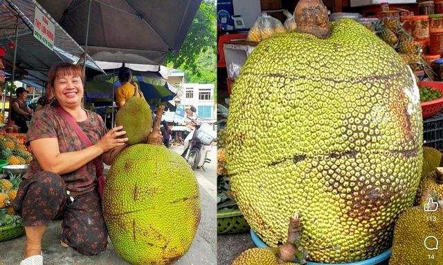 Quả mít khổng lồ nặng 53kg ở Lạng Sơn được bán với giá bất ngờ, ngỡ ngàng khi bổ ra
