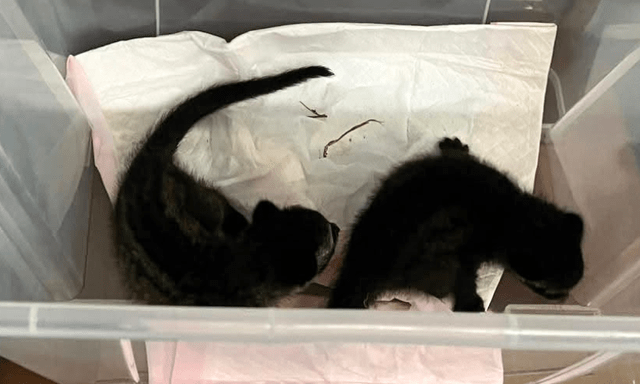 Dắt chó đi dạo thấy 2 con vật tưởng là mèo con nên người đàn ông đem về, tới nhà mới phát hiện đã nhầm