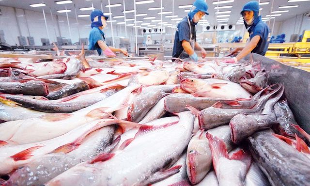Loại cá giàu DHA của Việt Nam vươn lên Top 1 thế giới, khách Tây mê mẩn ăn 