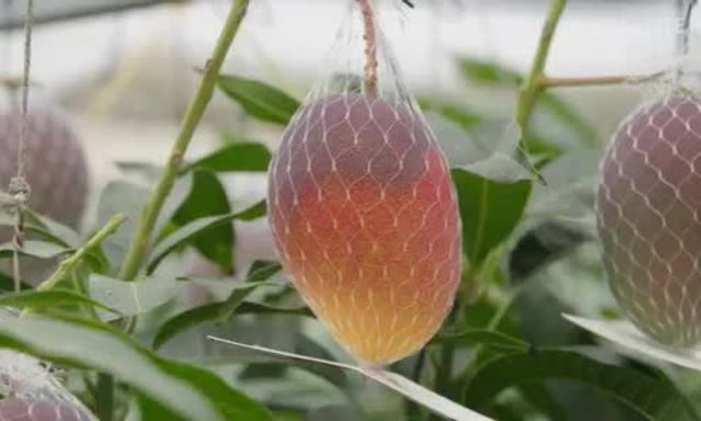 Giống xoài lạ đắt bậc nhất thế giới, mỗi cây chỉ có 5-7 quả: Đã thu hoạch lứa đầu tiên ở Việt Nam!