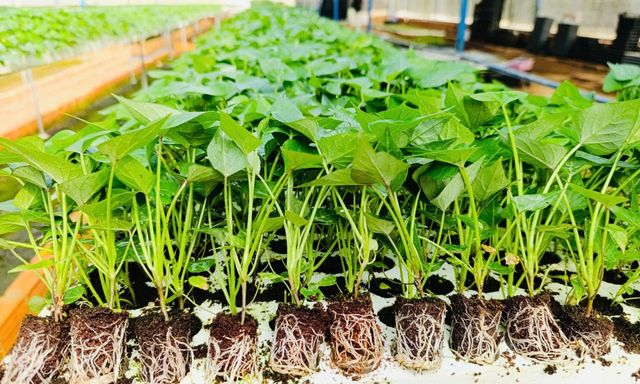 Không phải xuất khẩu nông sản, Việt Nam đưa gần 28.000 hạt giống sang Ấn Độ để làm điều đặc biệt