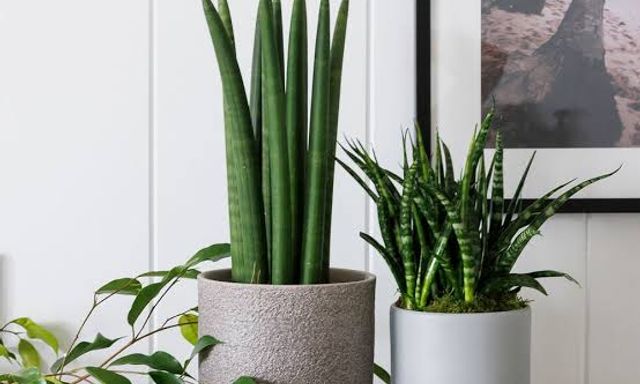 10 loại cây lọc không khí tốt nhất