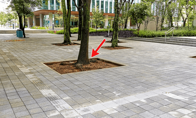 Vì sao dưới gốc cây trong công viên thường để một khoảng đất trống?