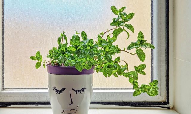 4 lý do vì sao nên trồng một chậu bạc hà bên cửa sổ