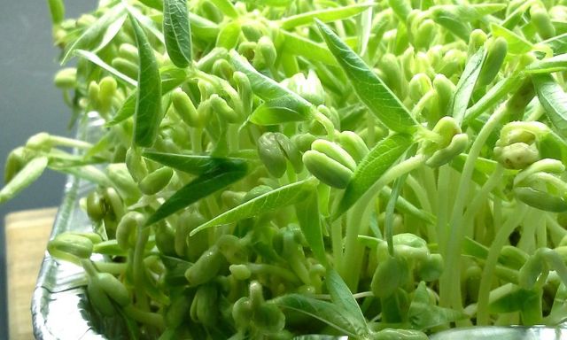 Loại rau được ví là 