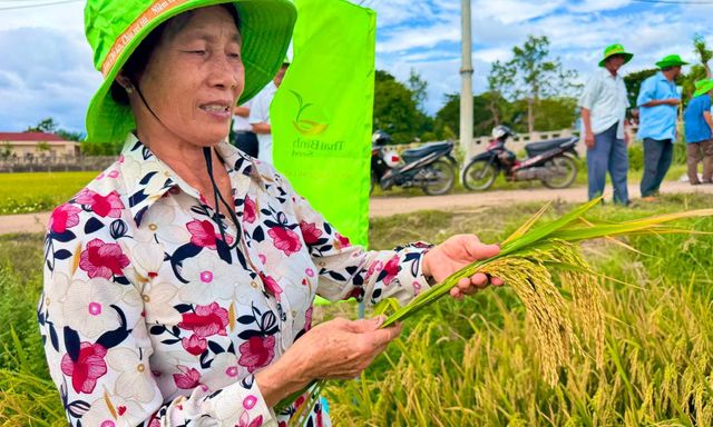 Gia Lai xuất hiện giống lúa mới, 95 ngày đã cho thu hoạch, chống đổ tốt: Nông dân phải thốt lên kinh ngạc