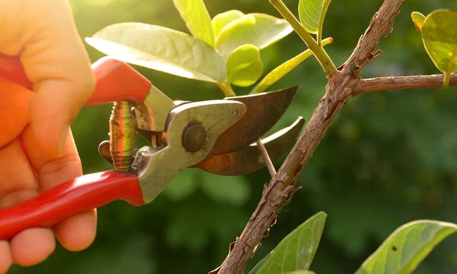 6 loại cây cần cắt tỉa ngay trong tháng 8