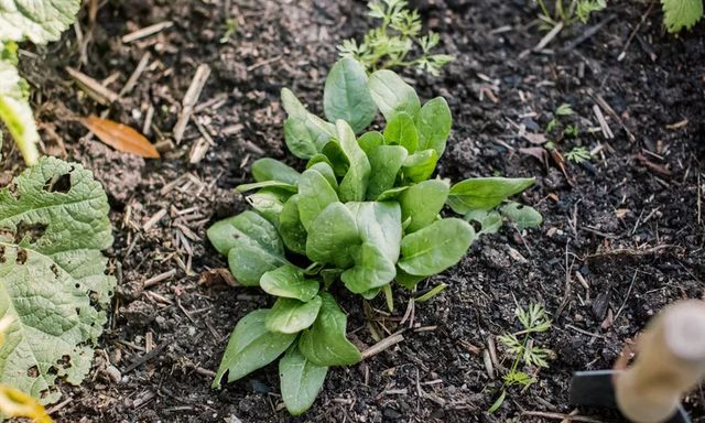 5 loại rau nên trồng ngay cuối tháng 8, vừa dễ trồng, vừa nhanh cho thu hoạch