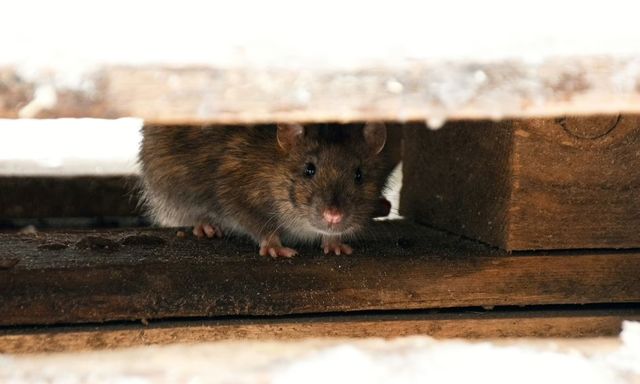 2 mùi chuột rất ghét, nhiều nhà đã có sẵn: Chuyên gia chỉ cách dùng đúng