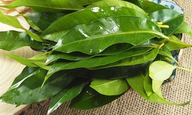 Nhà khoa học Việt nhận bằng sáng chế độc quyền từ lá vối: Thứ được tạo ra khiến nhiều người bất ngờ