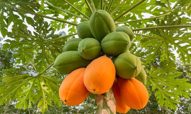 Lời khuyên đến tất cả các gia đình đang trồng cây đu đủ