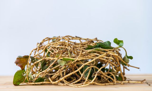 Việt Nam có loại rau người Trung Quốc ví là “rau thần”: Nhiều người chê không ăn