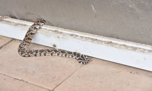 Chuyên gia về động vật hoang dã mách 12 cách đuổi rắn khỏi nhà 