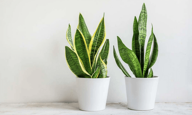 4 lời khuyên cho những gia đình đang trồng cây lưỡi hổ trong nhà