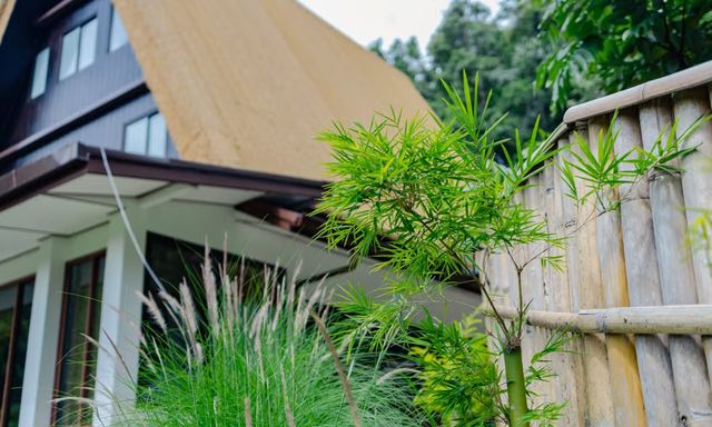 10 loại cây chớ nên trồng sát cửa nhà