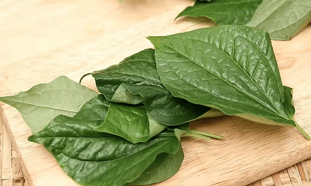 Lời khuyên đến tất cả các gia đình đang trồng cây lá lốt để ăn