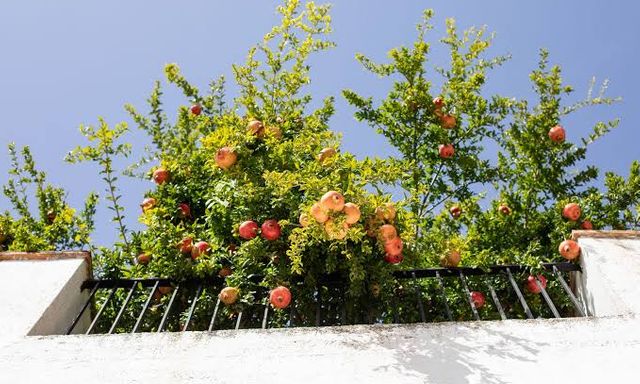 5 loại cây ăn quả trồng trong chậu cũng đầy trái: Phù hợp với cả ban công nhỏ