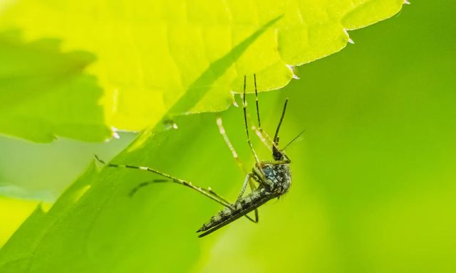 6 loại cây “dụ” muỗi tới nhà: Nếu đang trồng, hãy cẩn trọng