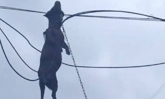 Sức mạnh kinh hoàng của bão Ragasa: Chú chó săn bị gió cuốn lên dây điện tử vong thương tâm