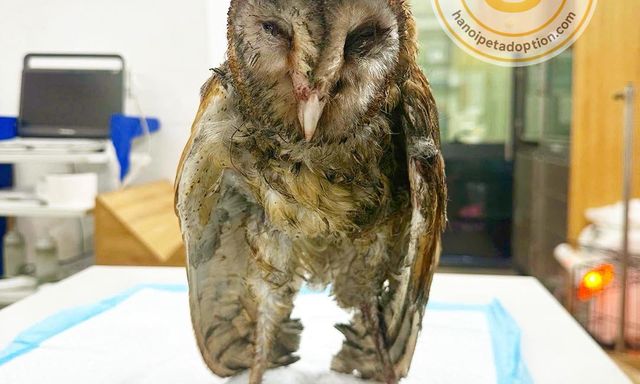 Chú chim cú lợn bị dính keo chuột và đánh đuổi ra bãi rác ở Tây Mỗ, Hà Nội: Tình trạng sau khi cấp cứu