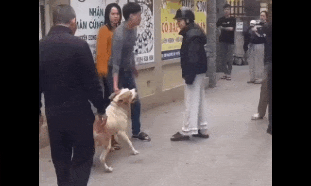 Sử dụng chó dữ để tấn công người khác là hành vi nguy hiểm, có dấu hiệu tội phạm