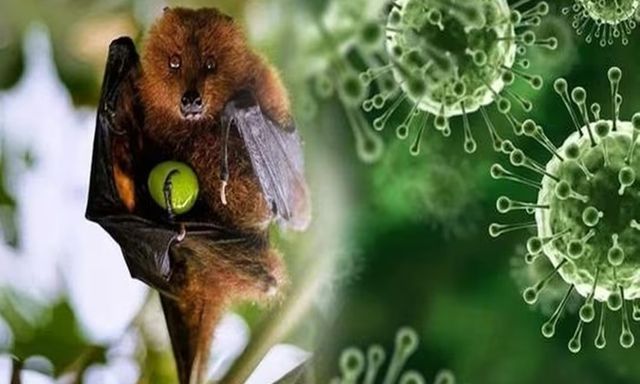 Virus Nipah quay trở lại Ấn Độ: Giới chuyên gia nói gì về nguy cơ xâm nhập Việt Nam?