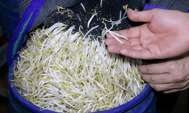 Vụ 5 tấn giá đỗ ngâm hóa chất để 1 tháng vẫn tươi: Rùng mình tác hại của 6-Benzylaminopurine, chuyên gia cảnh báo cách nhận biết, tránh rước độc vào thân