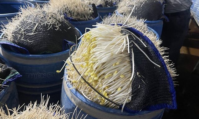 510 tấn giá đỗ 