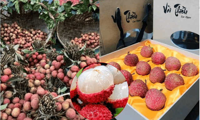 Loại quả ở Việt Nam bán rẻ như cho bỗng thành hàng hiệu xuất ngoại, chạm mốc 450.000 đồng/ ký vẫn được khách quốc tế vẫn ráo riết săn lùng