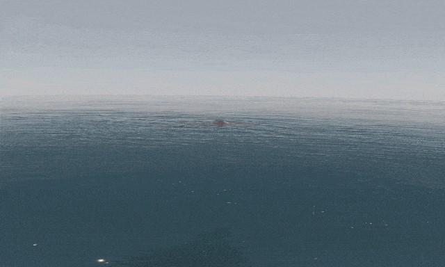 Đàn cá voi 100 con áp sát thuyền du khách tại Phú Quý: Báo hiệu điềm lành, truyền thông Thái Lan khen ngợi hết lời