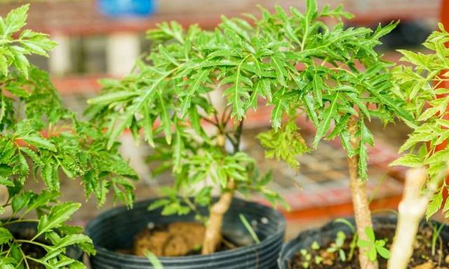 Lời khuyên đến những gia đình đang trồng cây đinh lăng