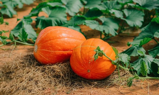 Lời khuyên đến những gia đình đang trồng cây bí đỏ