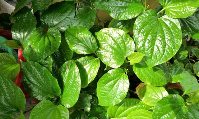 Lời khuyên đến những gia đình đang trồng cây lá lốt