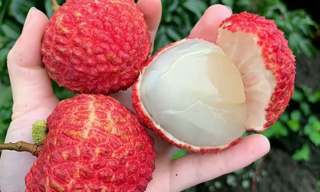 5 điều cấm kỵ khi ăn quả vải nhiều người Việt đang vô tình mắc phải: 