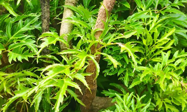 Loại lá cực quen thuộc ở Việt Nam, biết cách dùng bổ chẳng kém nhân sâm hay tổ yến